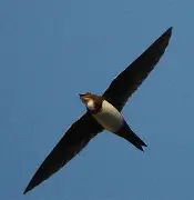 雨燕足球直播免费视频直播_(雨燕足球直播免费视频直播006v922官网)
